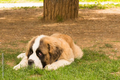 Beautiful saint Bernard dog posing at a park looking at the camera.   © Bill Anastasiou