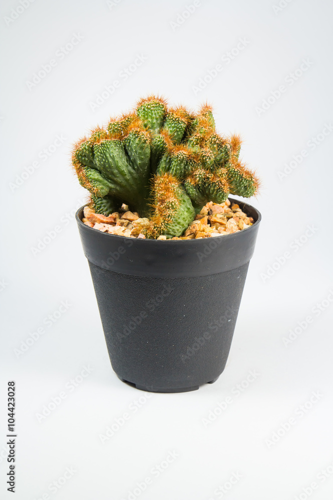 Cactus On White Background Cactus On White Background