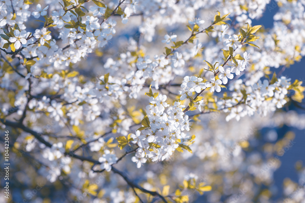 Spring cherry blossoms Sakura Spring cherry blossoms Sakura