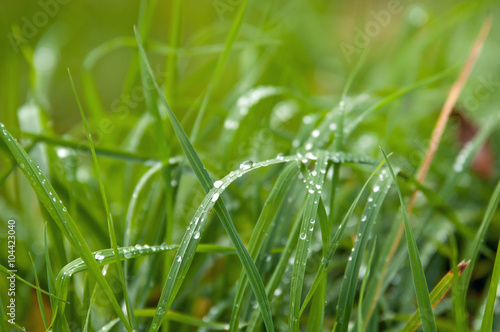 Morgentau, Tau, Gras, Wiese