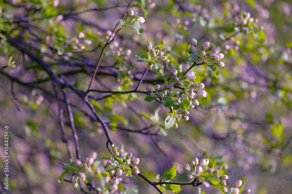 Beautiful flowering apple tree background with blooming flowers in spring day Beautiful flowering apple tree background with blooming flowers in spring day