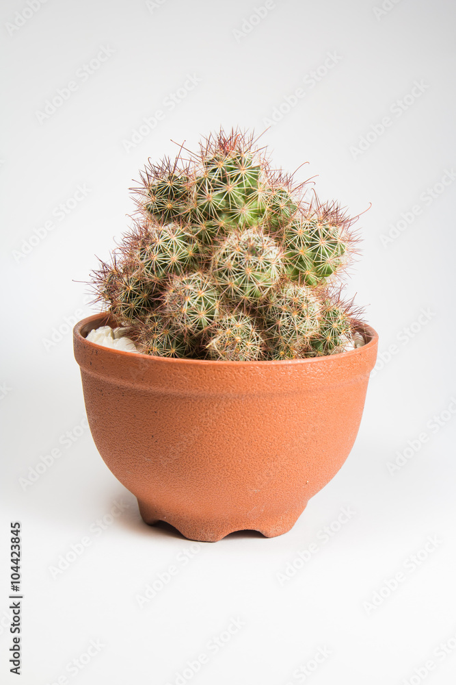 Cactus Isolated On White Background Cactus Isolated On White Background