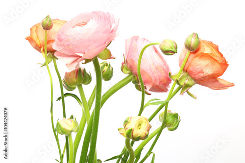 Fototapeta Naklejka Na Ścianę i Meble -  ラナンキュラス