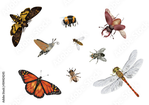Amazing insects set - flying