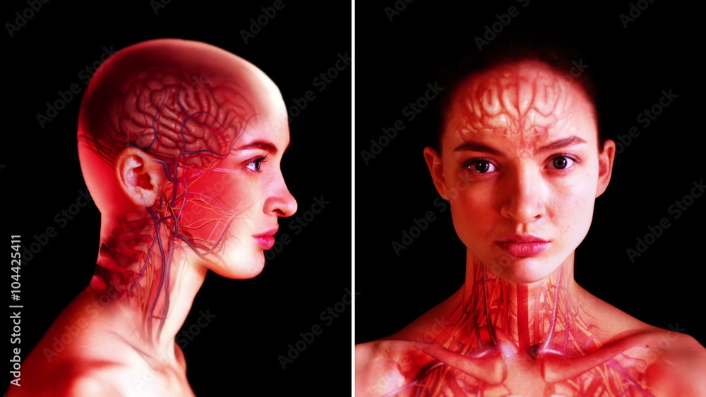 Internal head anatomy. Woman's head and shoulders with semitransparent