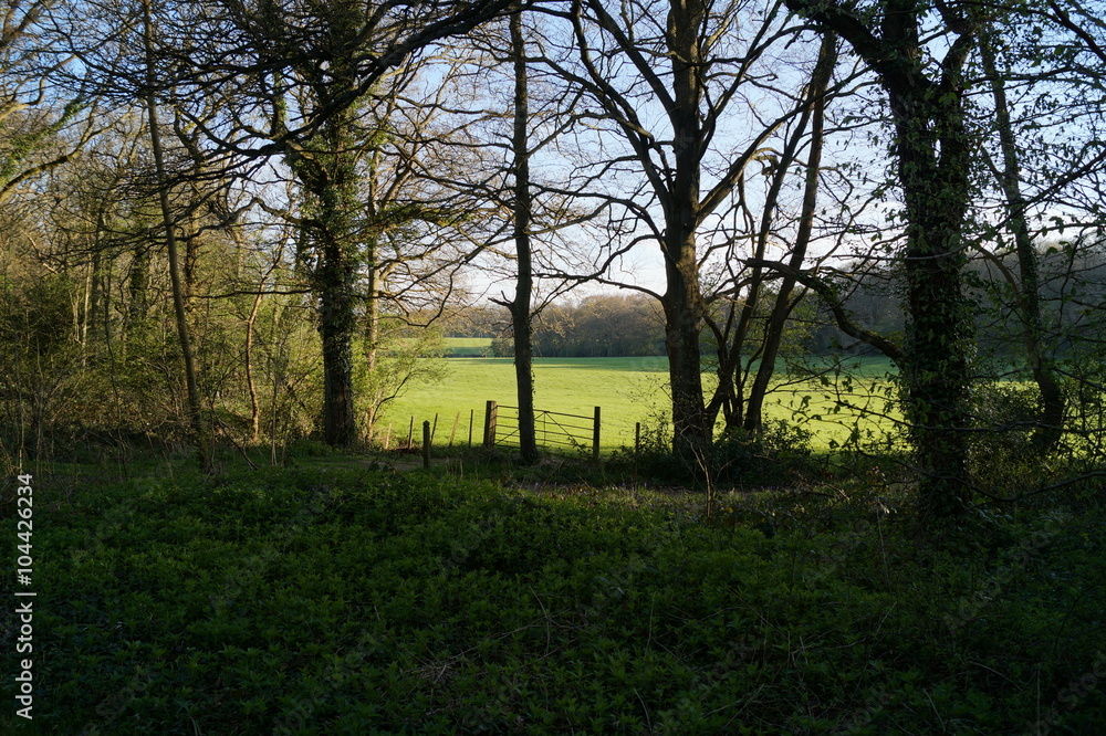 Field through trees