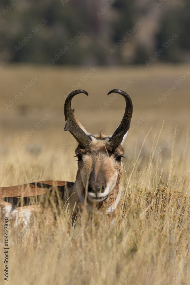Fototapeta premium Pronghorn Buck Bedded