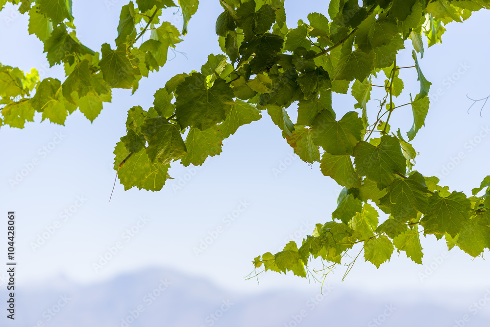 Fototapeta premium Grape vine and leafs in the fields.