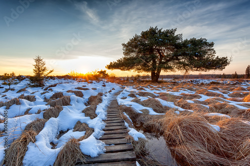 Moor-Kiefer im hohen Venn