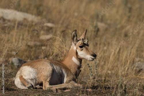 Pronghorn Antelope Fawn Bedded