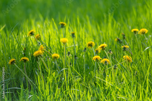 Fototapeta Naklejka Na Ścianę i Meble -  Löwenzahn blühen im Frühling, grünes Gras mit Sonnenlicht im Hintergrund 
