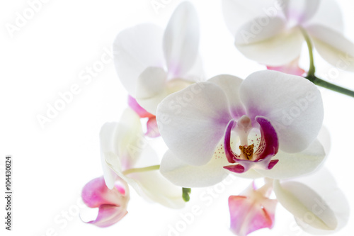 Wei  e Orchideenbl  ten 