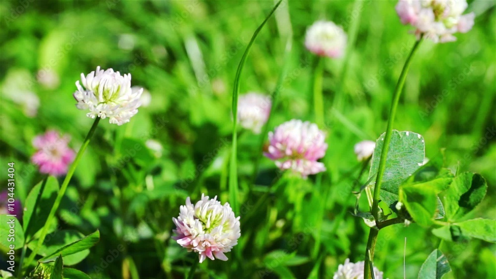 Dewy White And Red Clover Plants