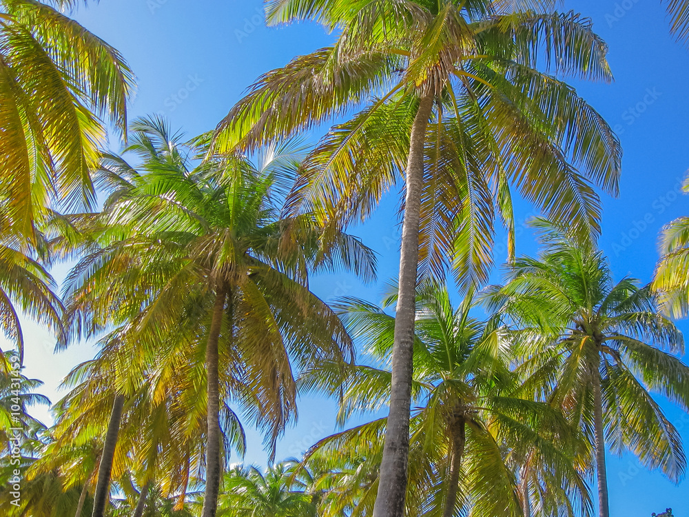 Fototapeta premium Coconut palm trees in the blue sky in summer. Tropical island of Guadeloupe, Antilles, Caribbean.