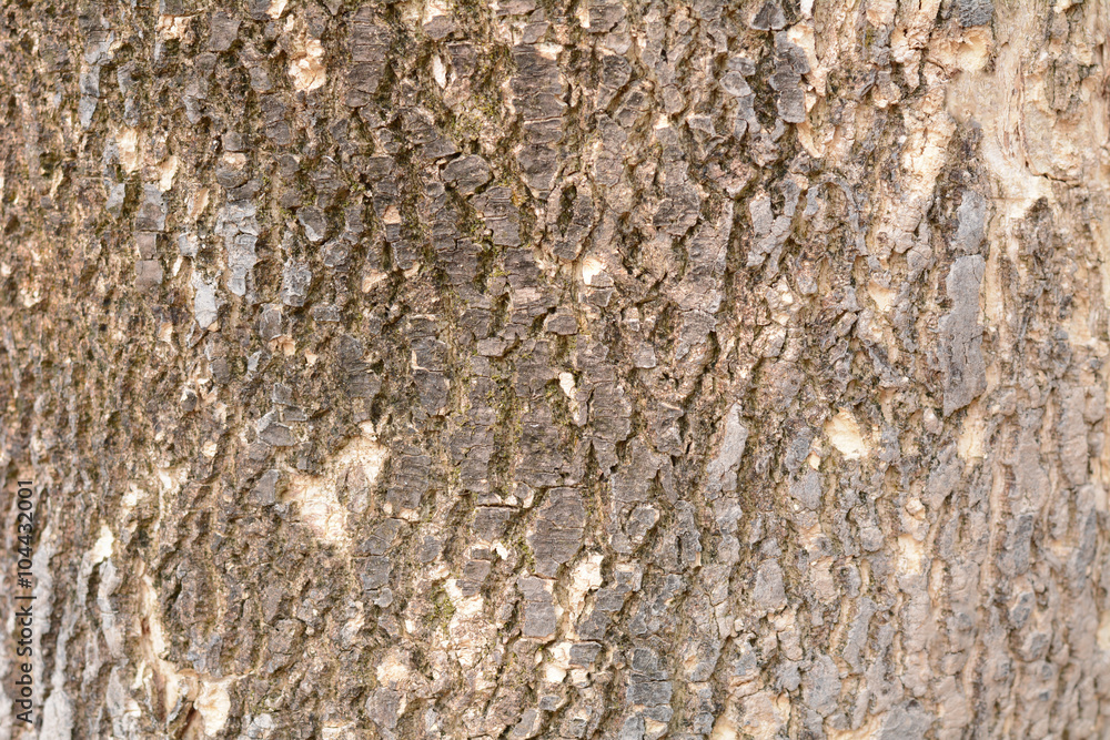 Background of tree bark Background of tree bark