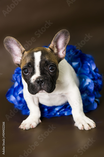 Fototapeta Naklejka Na Ścianę i Meble -  Adorable French bulldog puppy 