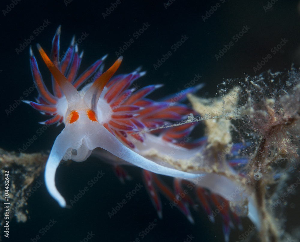 cratena peregrina cratena peregrina