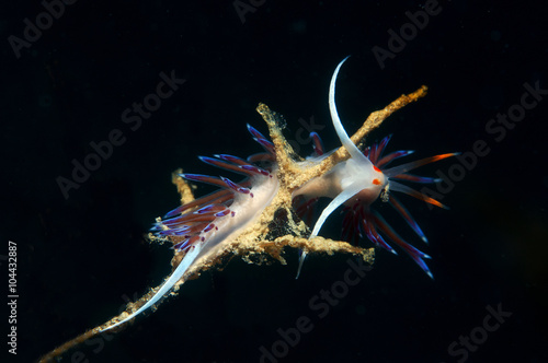 cratena peregrina photo