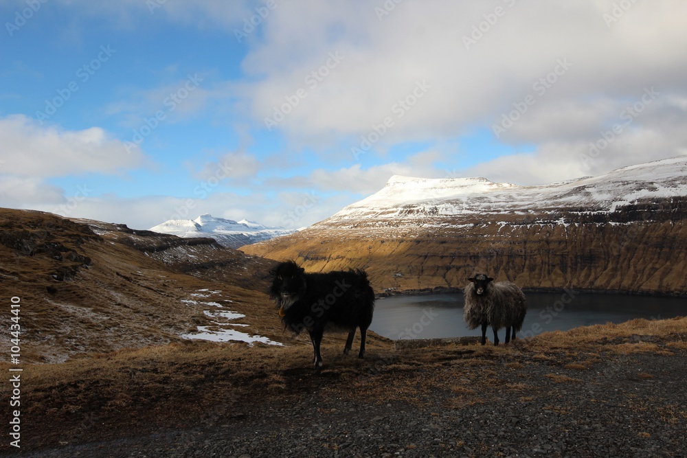 Fototapeta premium The nature of the Faroe Islands 