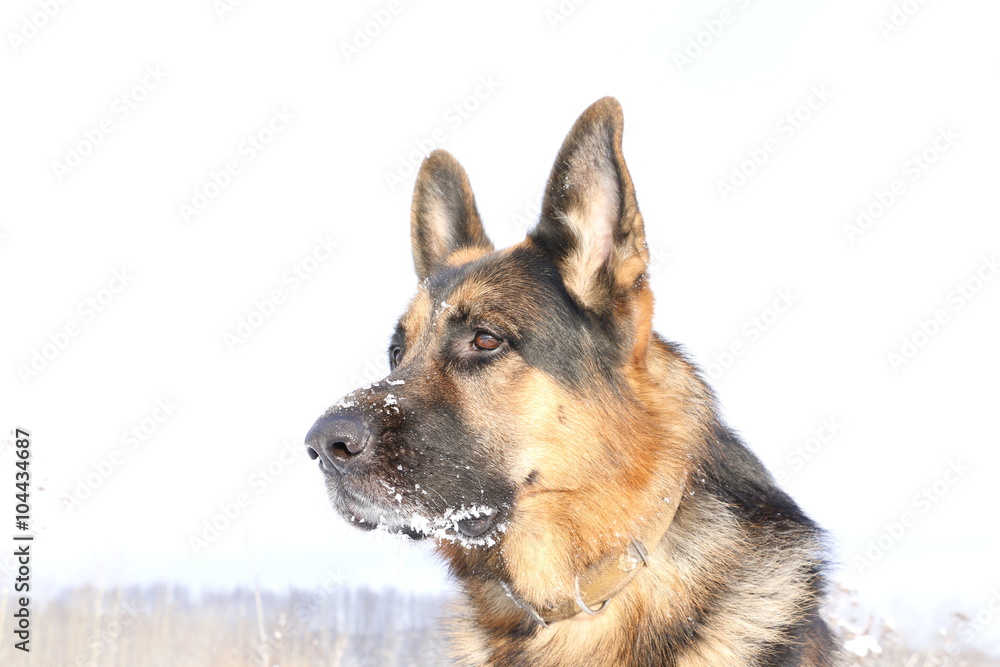 Собака немецкая овчарка со снежной мордой зимним днем