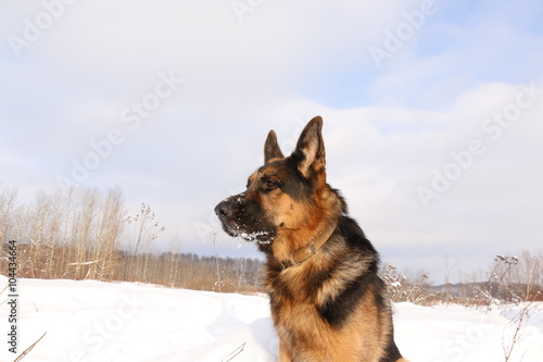 Собака немецкая овчарка со снежной мордой зимним днем © keleny