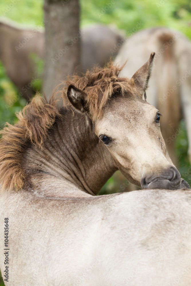 Fototapeta premium 牧場の馬