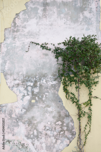 Honeysuckle green branches on the old wall.