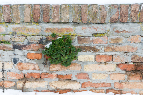 Rounded Bush Mallow on a brick wall.