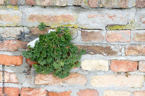 Rounded Bush Mallow on a brick wall.