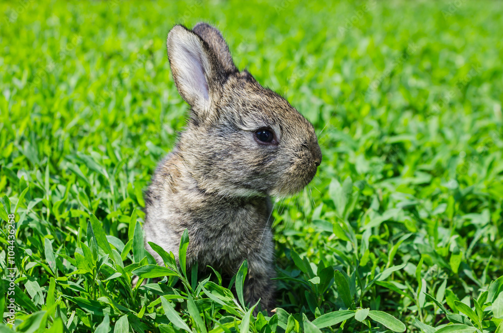Little gray rabbit on the green lawn Little gray rabbit on the green lawn