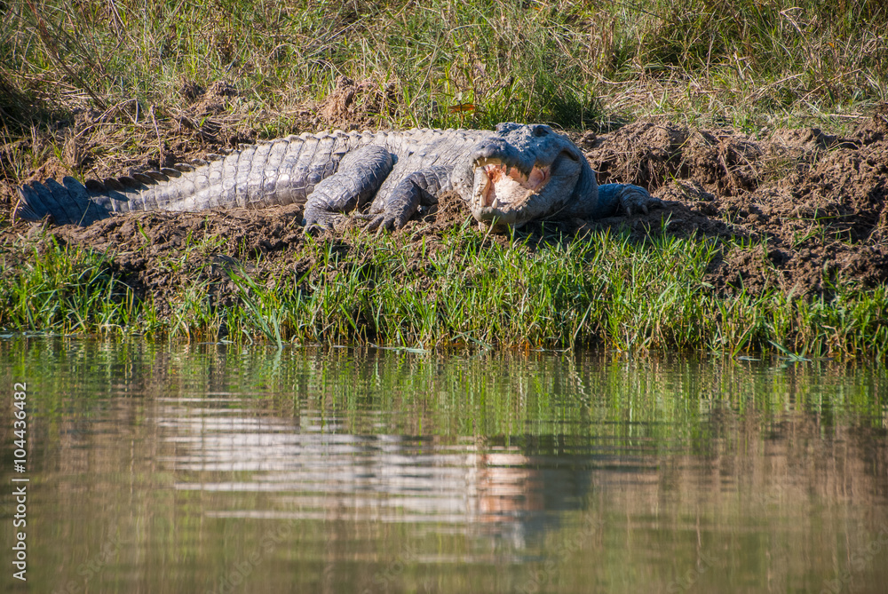 Naklejka premium Huge crocodile taking sun in Chitwan National Park, Nepal