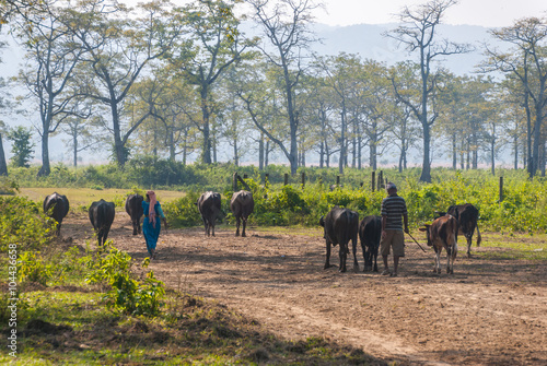 Nepali people looking after the cattle