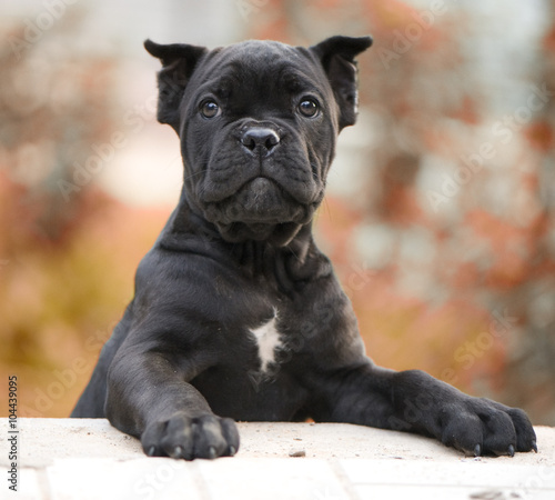 Fotografi cane corso puppy
