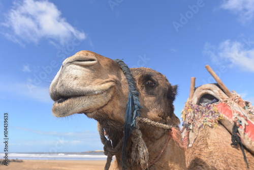 Kamel am Atlantikstrand Marokko