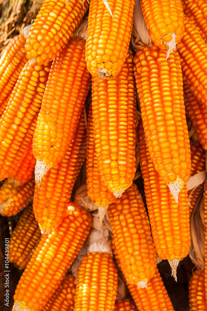 corn corn