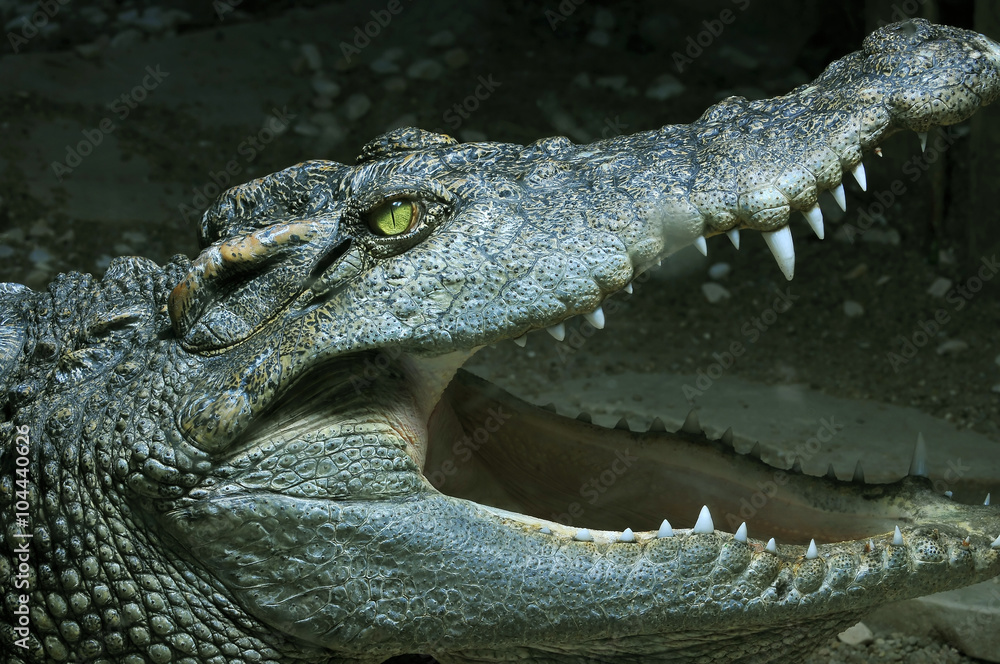 Crocodile in monochrome except for eye Crocodile in monochrome except for eye