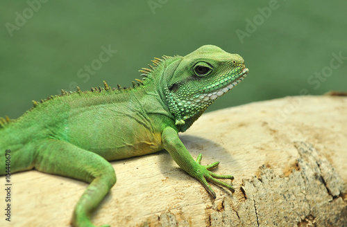 Iguana Relaxing © camerawithlegs