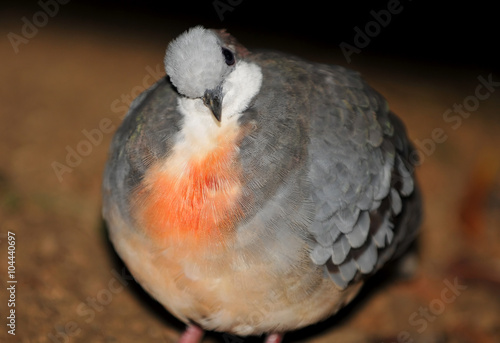 Bleeding heart pigeon