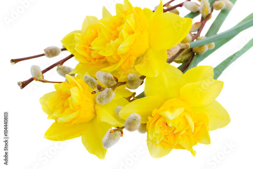 spring narcissus with catkins