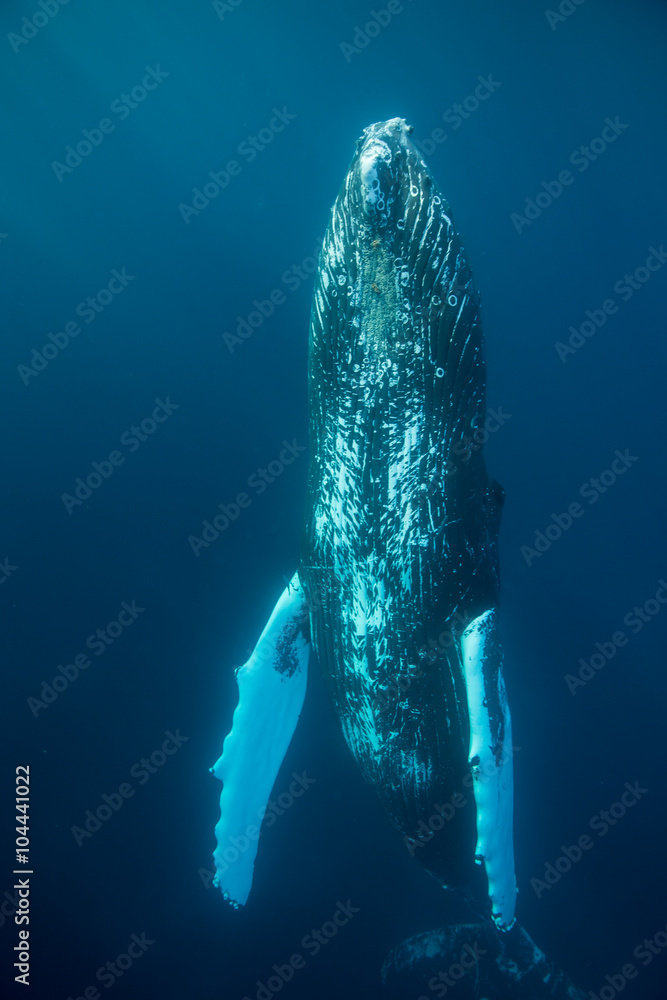 Fototapeta premium Humpback Whale Rising Vertically