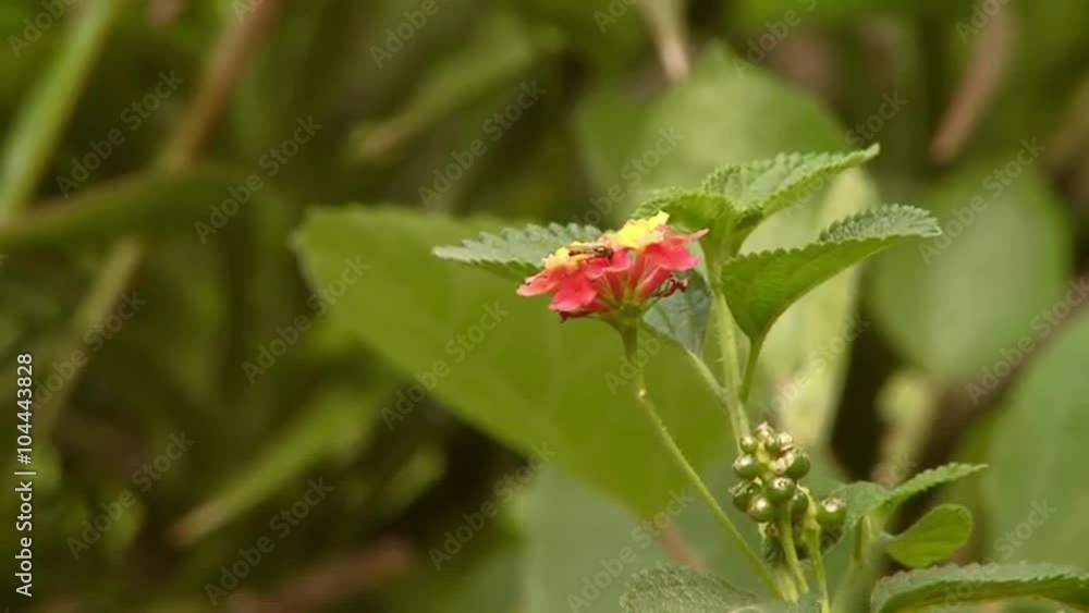 Close up of red and yellow flower and bee Close up of red and yellow flower and bee