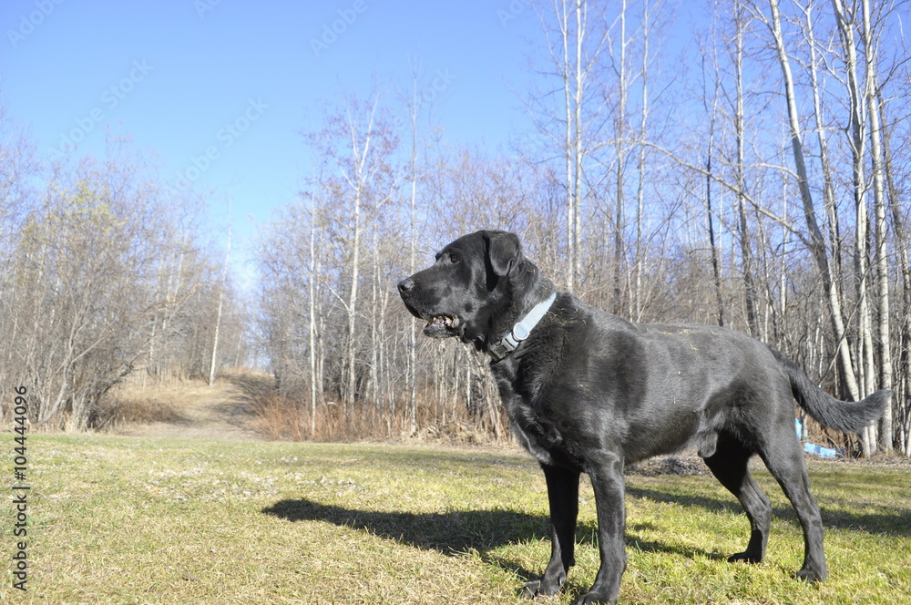 Black Lab Black Lab