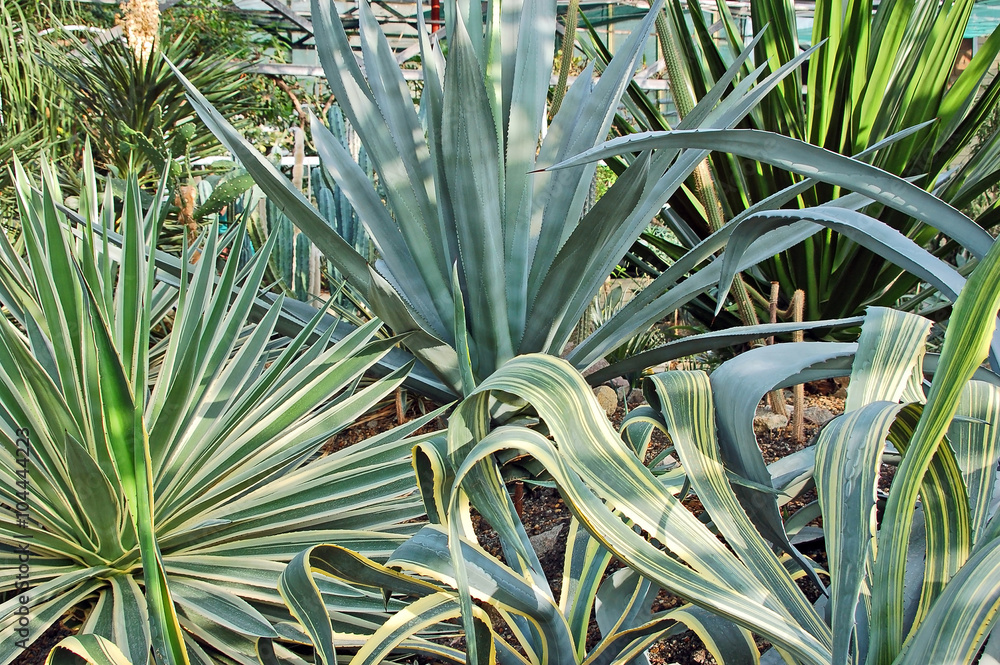 Obraz premium Succulent plant agave