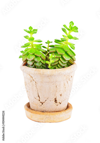 Succulent plant sempervivum