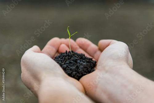 young green sprout in the hands of