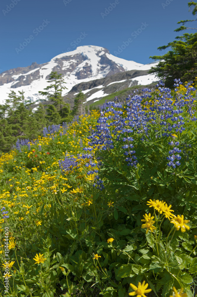 Wildflowers on Mt. Baker. A colorful carpeting of wildflowers decorates the hillside of Mt. Baker, Washington along the Heliotrope Ridge hiking trail. Lupine, Indian Paintbrush, and Yellow Asters.