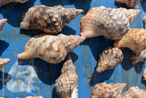 Atlantische Tritonschnecke Marokko