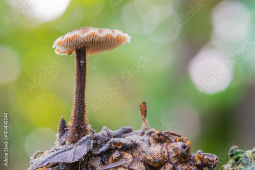 Ohrlöffel-Stacheling (Auriscalpium vulgare) auf Kiefernzapfen