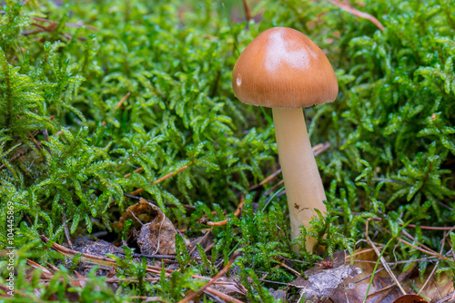 Pilz im Herbstwald in Moos