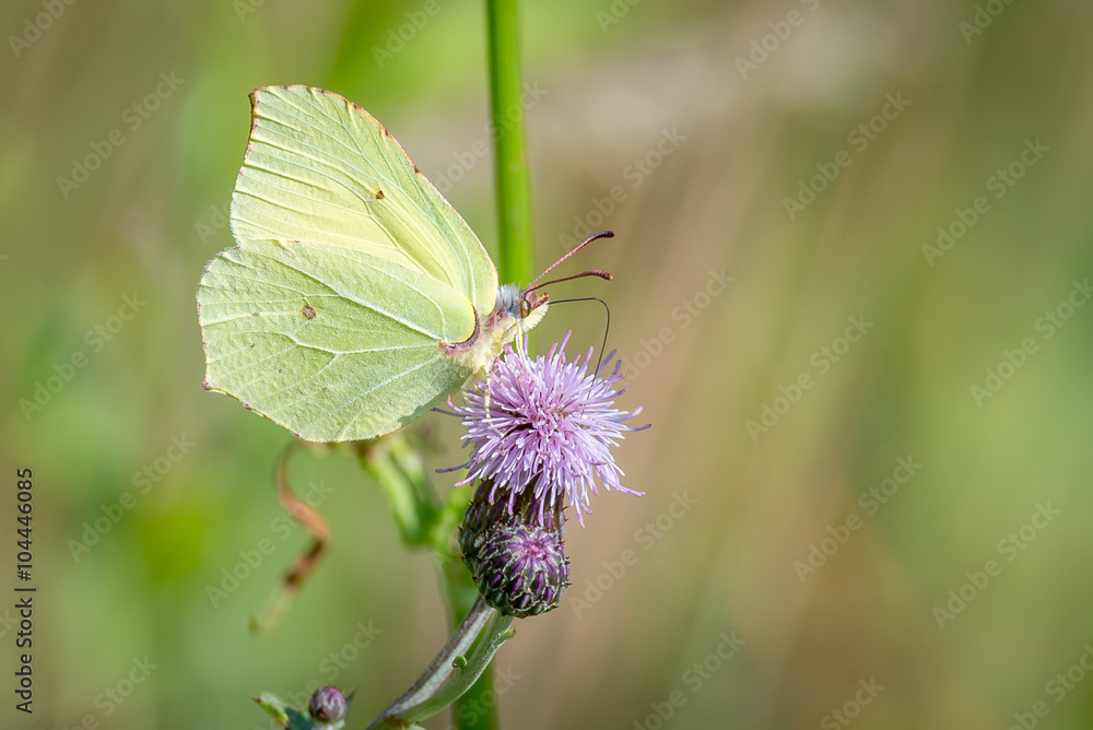 Zitronenfalter (Gonepteryx rhamni) auf Blüte Zitronenfalter (Gonepteryx rhamni) auf Blüte